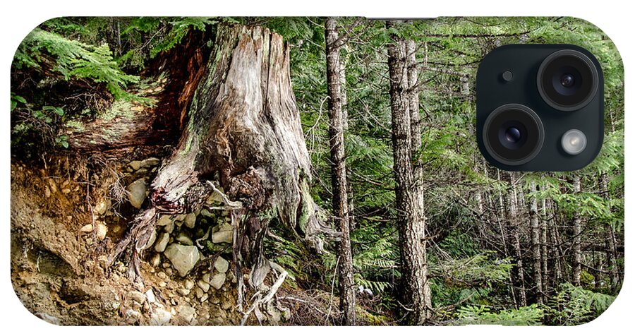 Backroad iPhone Case featuring the photograph Just Hanging On Old Growth Forest Stump by Roxy Hurtubise