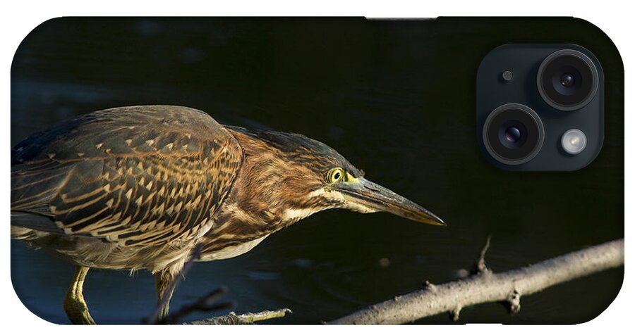 Chicago iPhone Case featuring the photograph Juvenile Green Heron by Larry Bohlin