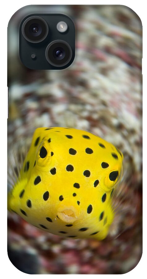 Juvenile iPhone Case featuring the photograph Juvenile Yellow Boxfish by Dray Van Beeck
