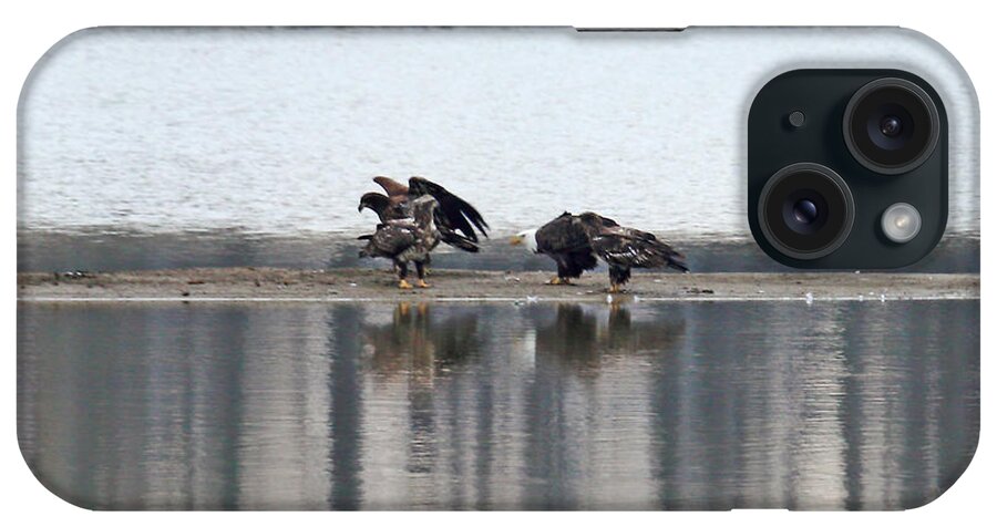 Juvi Eagles Fishing iPhone Case featuring the photograph Juvi Eagles Fishing by PJQandFriends Photography