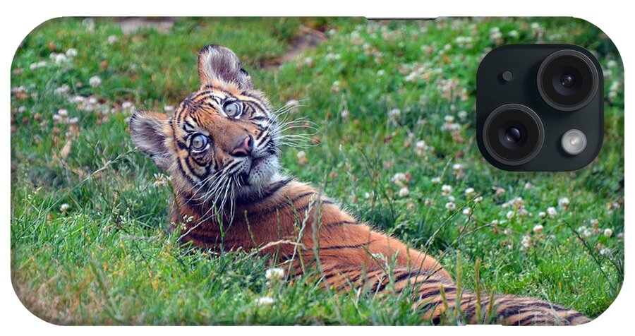 Sumatran Tiger iPhone Case featuring the photograph Kali by Frank Larkin