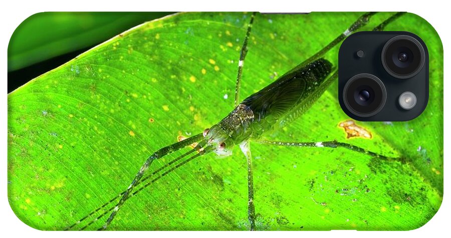 Katydid iPhone Case featuring the photograph Katydid On A Leaf by Philippe Psaila/science Photo Library