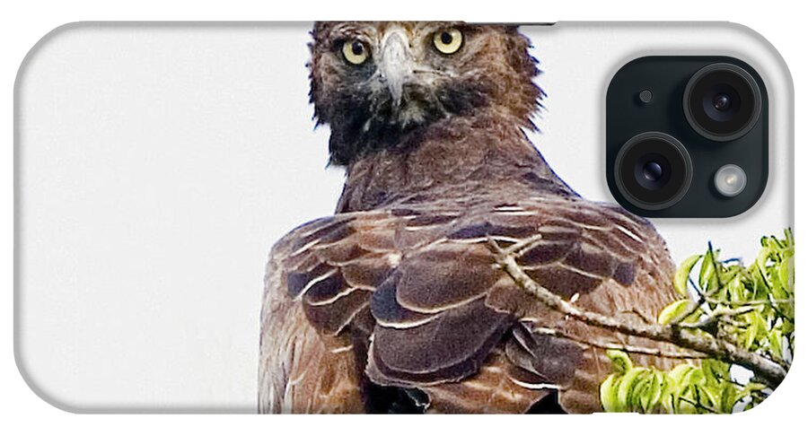 Africa iPhone Case featuring the photograph Kenya Martial Eagle Perched On Tree by Jaynes Gallery