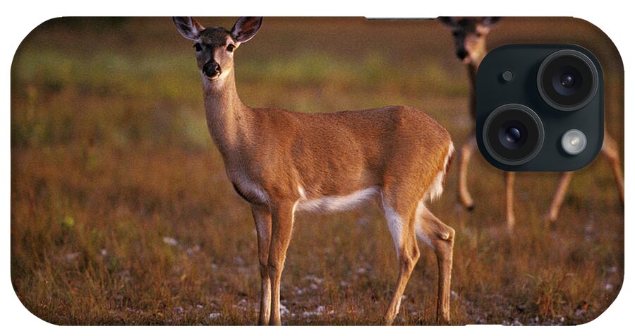 Deer iPhone Case featuring the photograph Key Deer by Ron Sanford