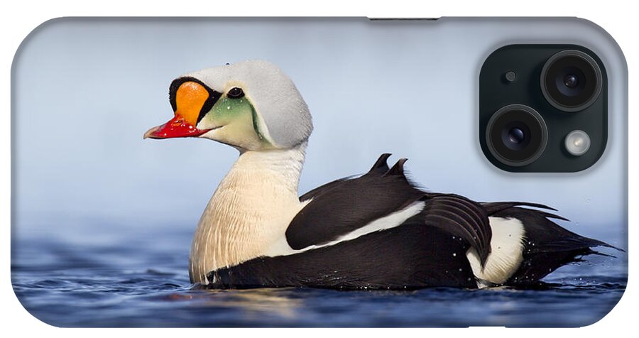 Bia iPhone Case featuring the photograph King Eider Drake In Alaska by Matthew Studebaker