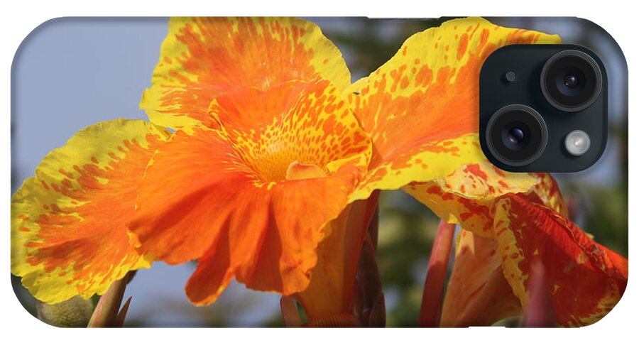 Canna iPhone Case featuring the photograph King Humbert Canna Lilies 4 by Cathy Lindsey