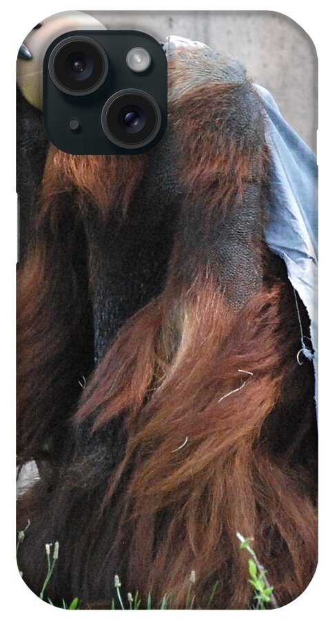 Orangutan iPhone Case featuring the photograph King of the ball by Kathy Gibbons