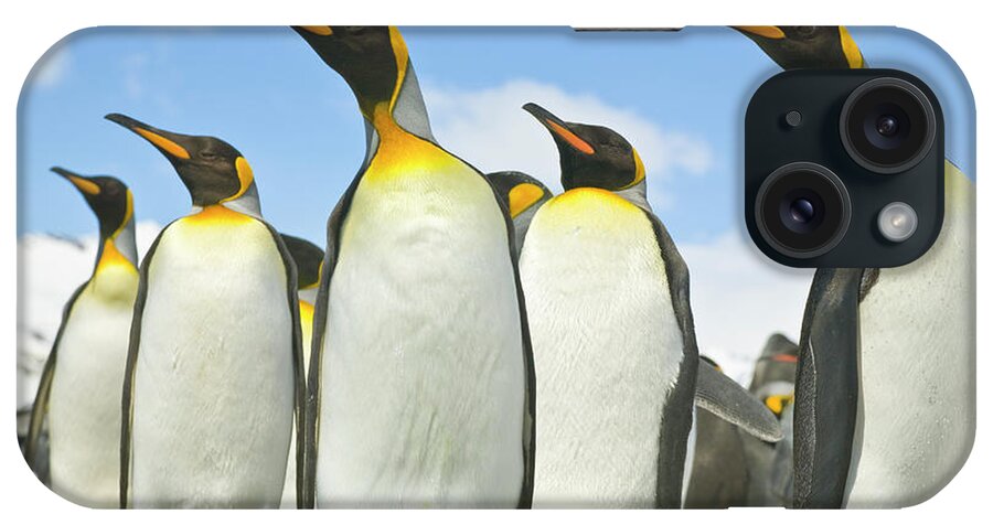 00345968 iPhone Case featuring the photograph King Penguins Looking by Yva Momatiuk John Eastcott
