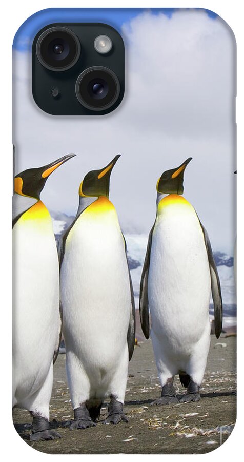 00345340 iPhone Case featuring the photograph King Penguins St Andrews Bay by Yva Momatiuk John Eastcott
