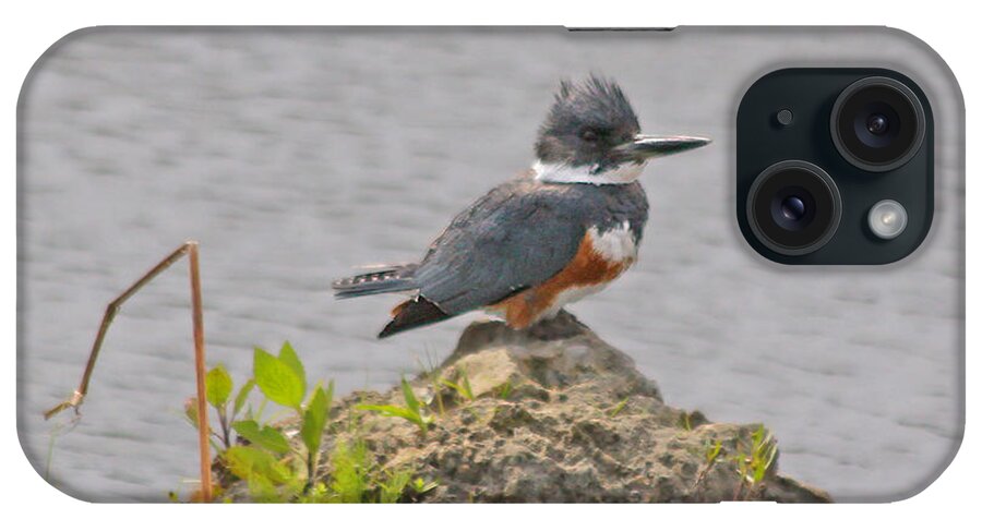 Kingfisher iPhone Case featuring the photograph Kingfisher by Dart Humeston