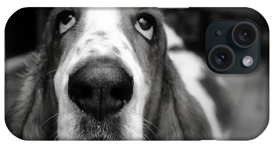 Basset Hound iPhone Case featuring the photograph Basset Hound #1 by Marysue Ryan