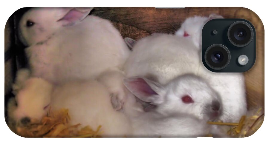 Rabbits iPhone Case featuring the photograph Kits In A Box by Joyce Dickens