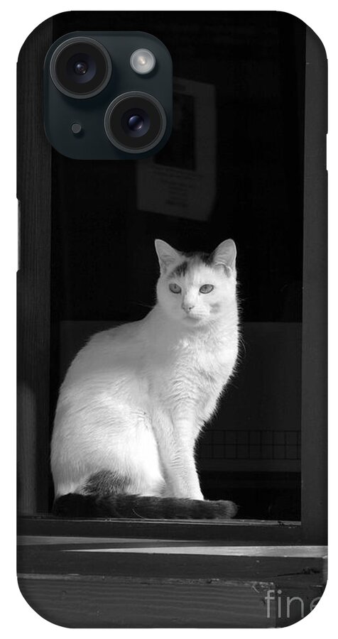 Animals iPhone Case featuring the photograph Kitty in the Window by Crystal Nederman