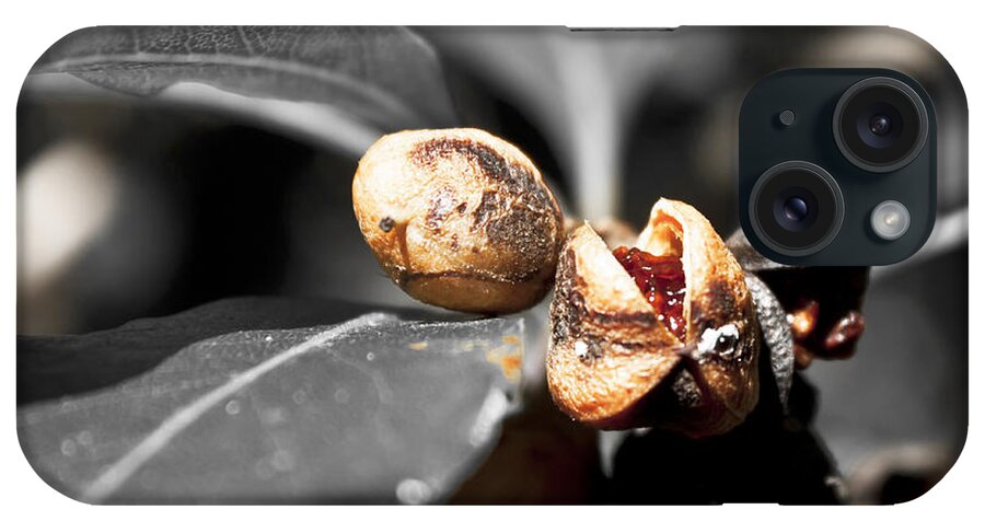 Seeds iPhone Case featuring the photograph Knew seeds of complentation by Miroslava Jurcik