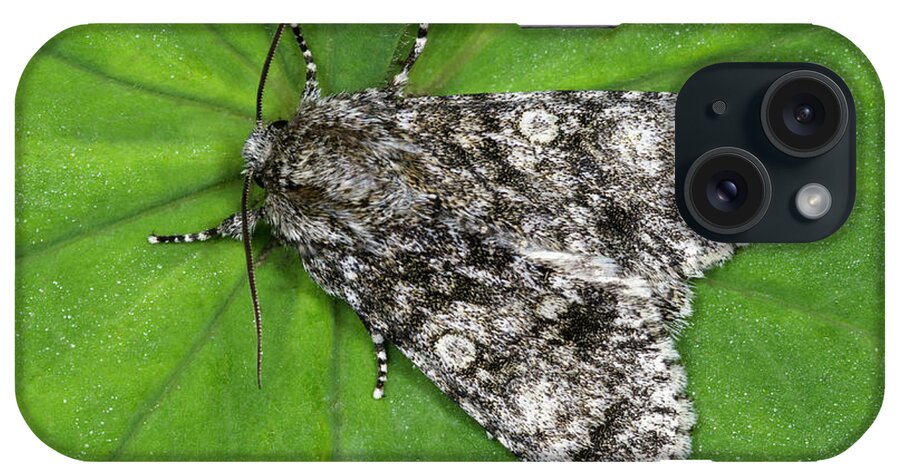 Insect iPhone Case featuring the photograph Knot Grass Moth by Nigel Downer