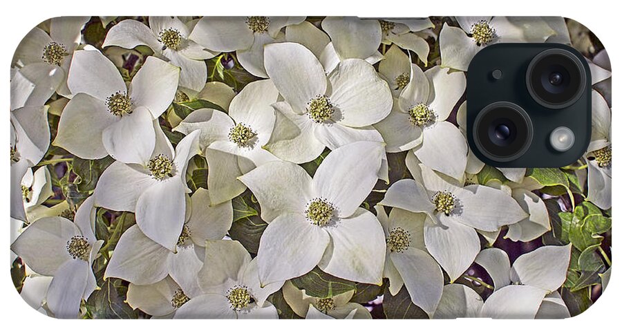 Kousa iPhone Case featuring the photograph Kousa Dogwood Blossoms by Sharon Talson