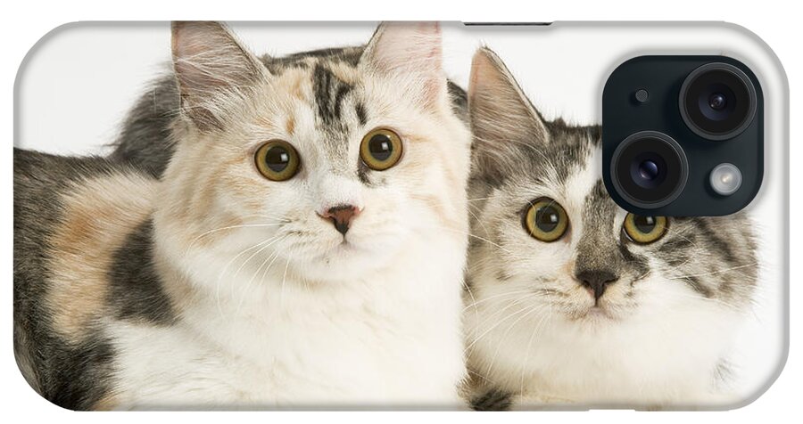 Cat iPhone Case featuring the photograph Kurilian Bobtail Cats by Jean-Michel Labat