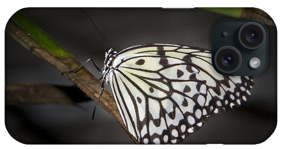 Butterfly: Animals iPhone Case featuring the photograph Lacey by Jean Noren