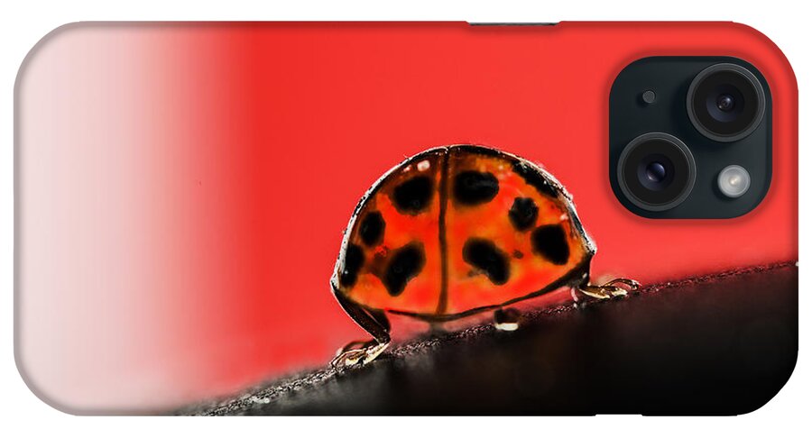 Ladybug iPhone Case featuring the photograph Lady Got Back by Sue Capuano