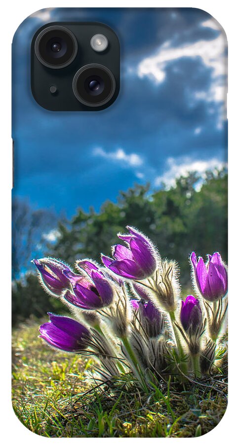 Flower iPhone 15 Case featuring the photograph Lady Of The Snows In The First Sunlight by Andreas Berthold