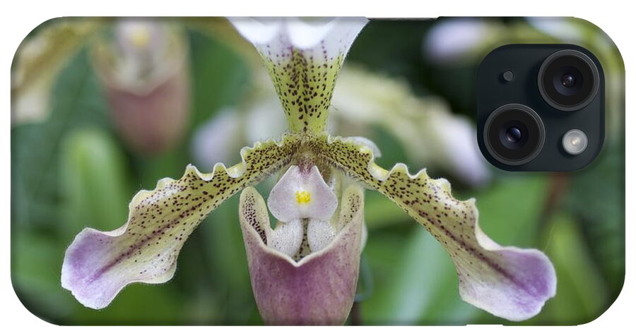 Lady Slipper Orchid iPhone Case featuring the photograph Lady Slipper by Sue Morris