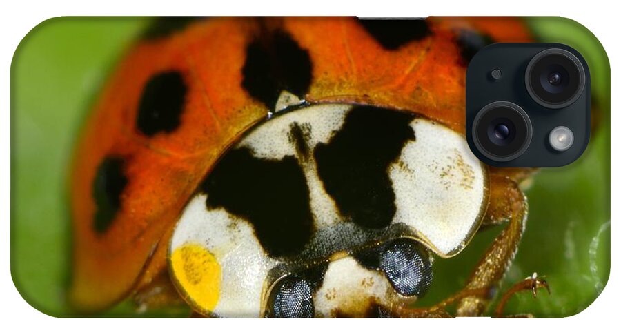 Harmonia Axyridis iPhone Case featuring the photograph Lady by Tony Beck