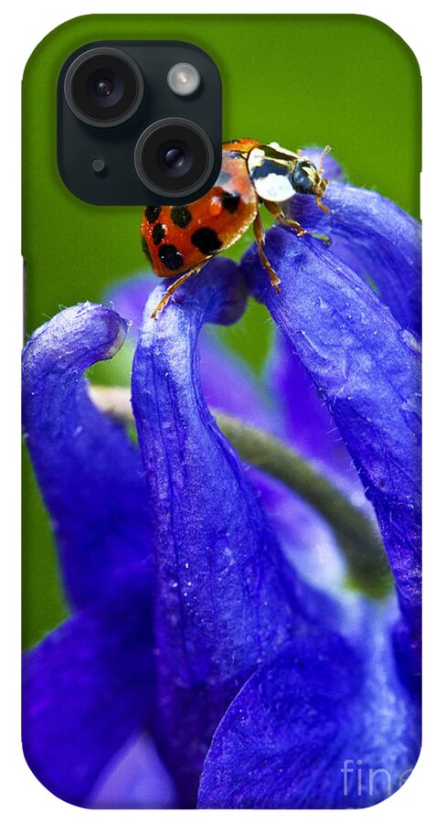 Insect iPhone Case featuring the photograph Ladybug by Carrie Cranwill