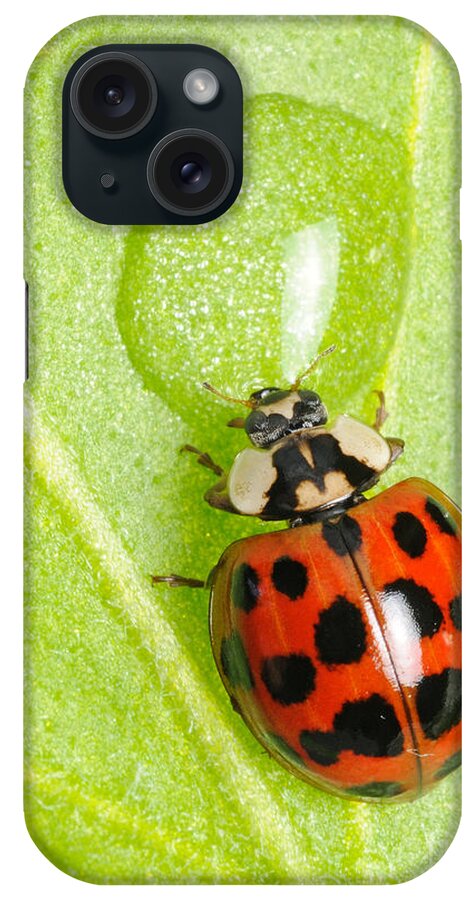 Harmonia Axyridis iPhone Case featuring the photograph Ladybug Drinking by Scott Linstead