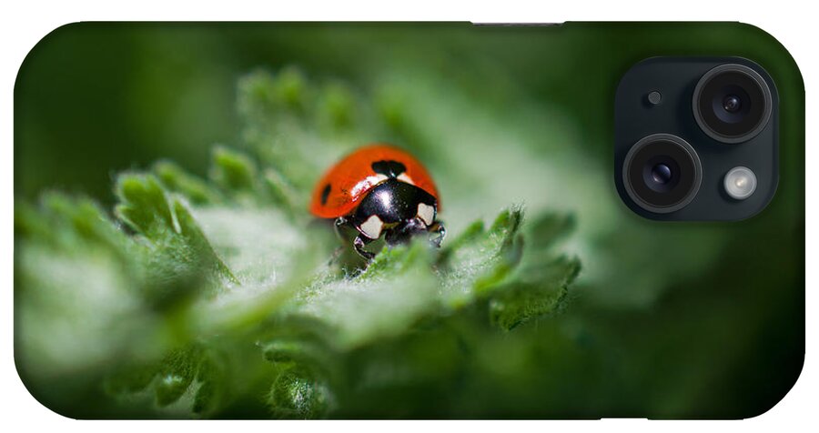 Ladybug On The Move iPhone Case featuring the photograph Ladybug on the Move by Jordan Blackstone