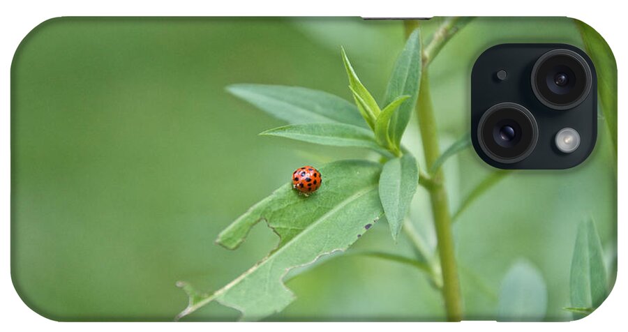 Bugs iPhone Case featuring the photograph Ladybug on the Move by Kristin Hatt