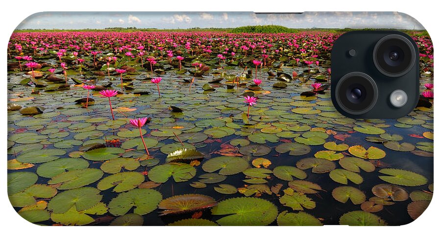 Aquatic iPhone Case featuring the photograph Lake full of water lilies by Kim Pin Tan