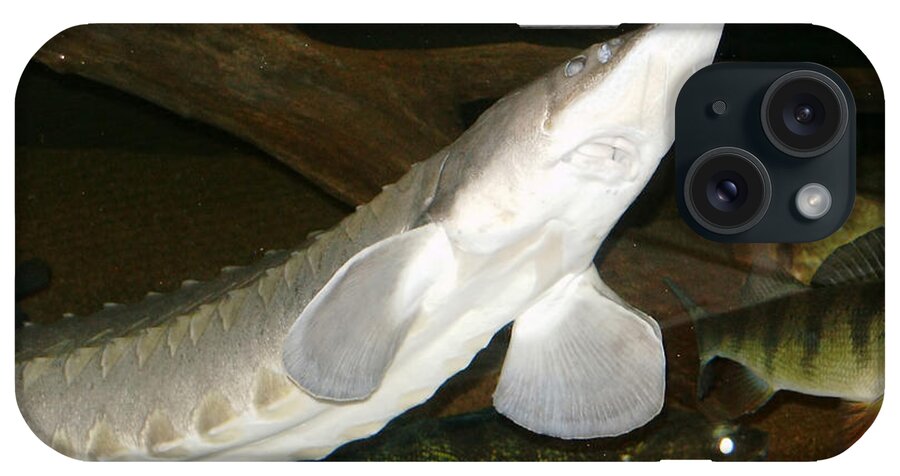 Lake Sturgeon iPhone Case featuring the photograph Lake Sturgeon by USFWS/Science Source