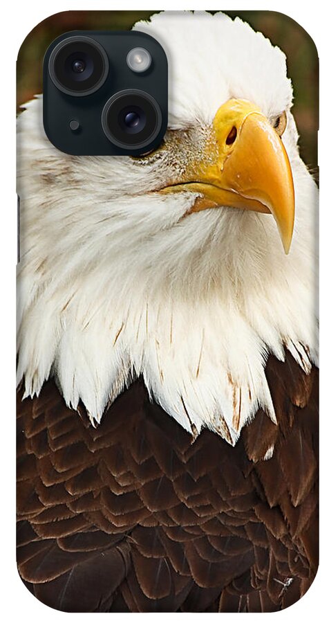 Eagle iPhone Case featuring the photograph Land of the Free... by Tammy Schneider