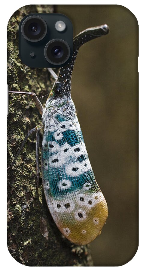 Feb0514 iPhone Case featuring the photograph Lantern Bug North Andaman Islands by Konrad Wothe