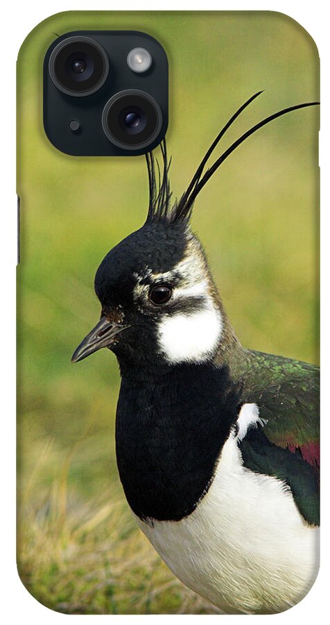 Vanellus Vanellus iPhone Case featuring the photograph Lapwing by Duncan Shaw/science Photo Library