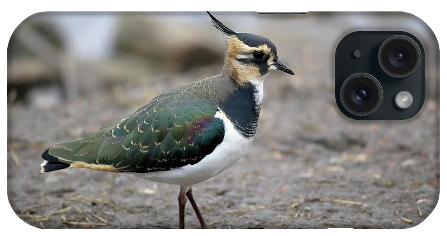 Vanellus Vanellus iPhone Case featuring the photograph Lapwing by Simon Booth/science Photo Library