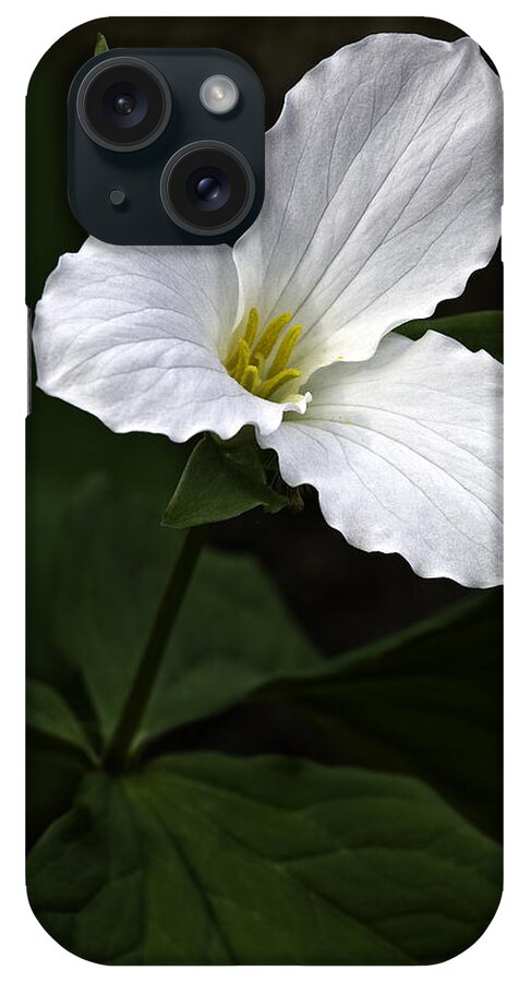 Large Flowered Trillium iPhone Case featuring the photograph Large Flowered Trillium by Dale Kincaid