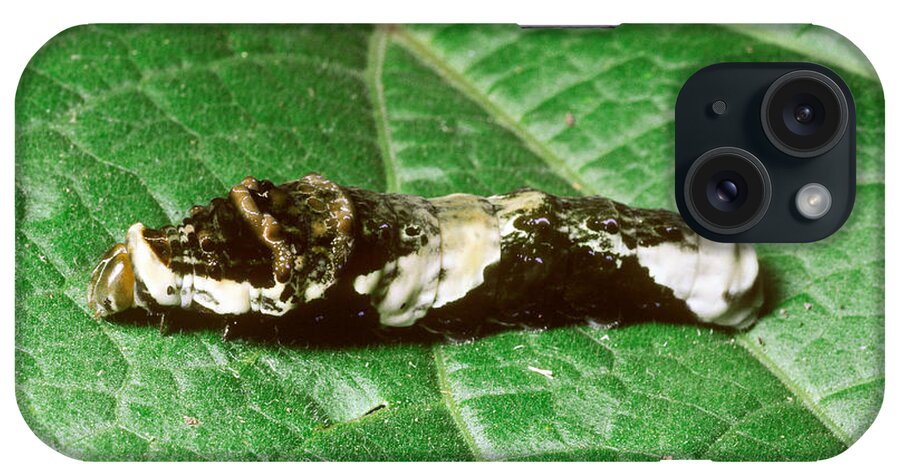 Animal iPhone Case featuring the photograph Larva Of Giant Swallowtail Butterfly by Gregory G. Dimijian, M.D.