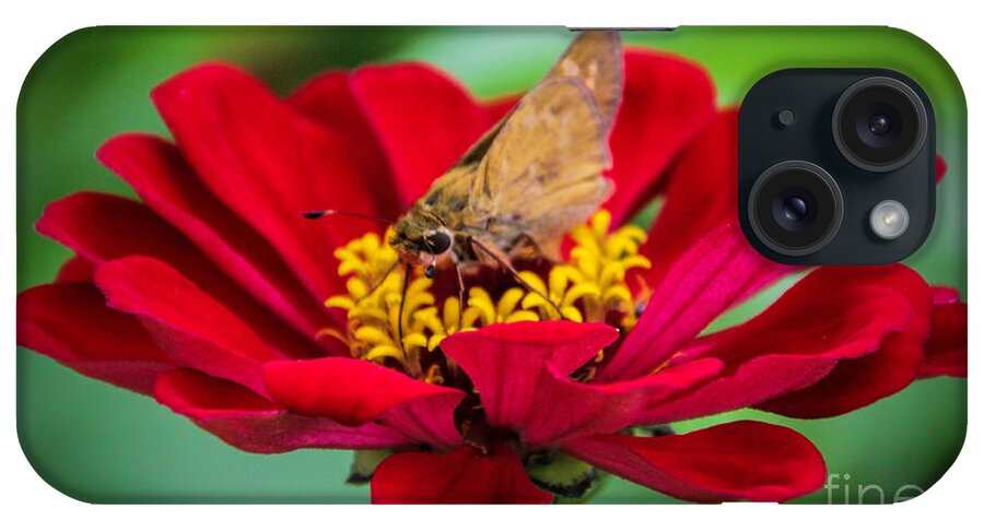 Red Zinnia Flower iPhone Case featuring the photograph Lasting Affection by Elizabeth Winter