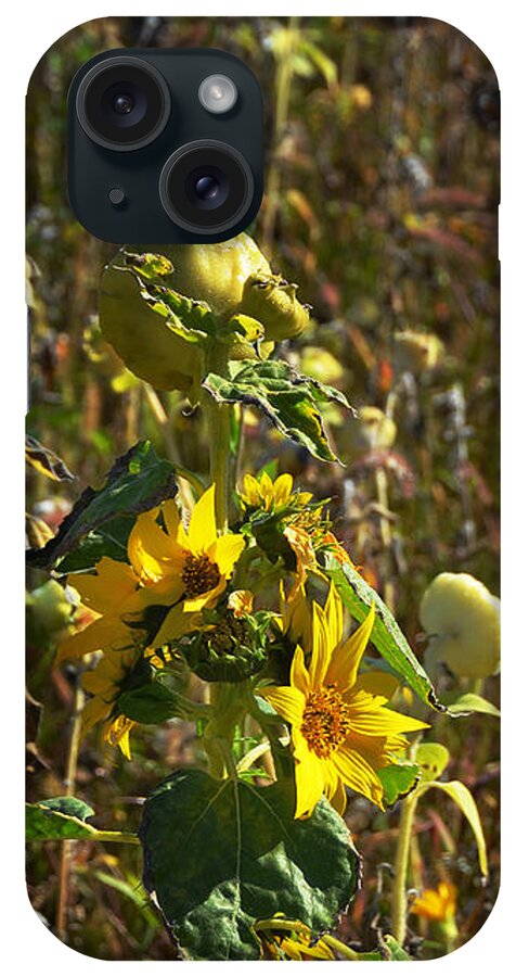 Sunflower iPhone Case featuring the photograph Late Bloomer by Carla Parris