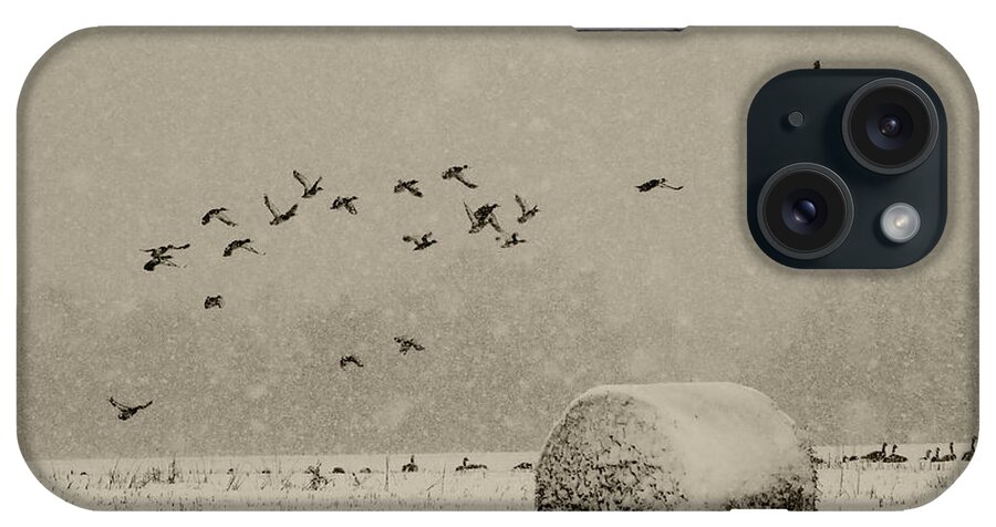 Ducks iPhone Case featuring the photograph Late on their trip by Daniel Martin