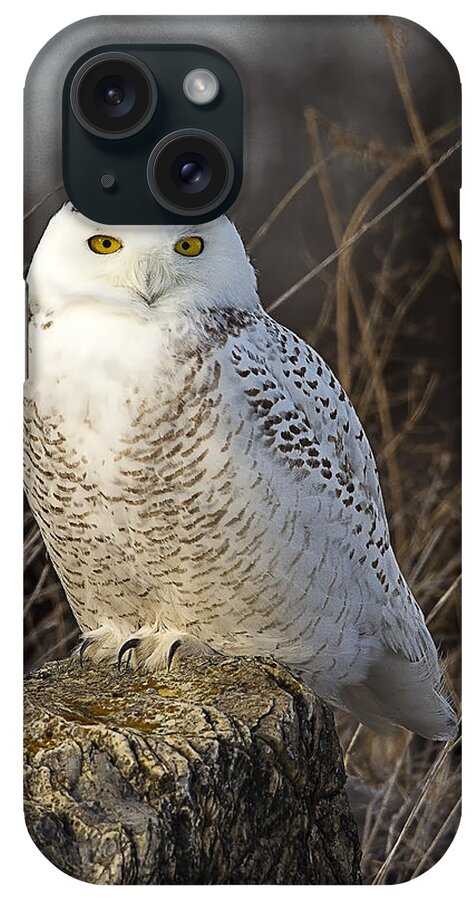 Snowy Owl iPhone Case featuring the photograph Late Season Snowy Owl by John Vose