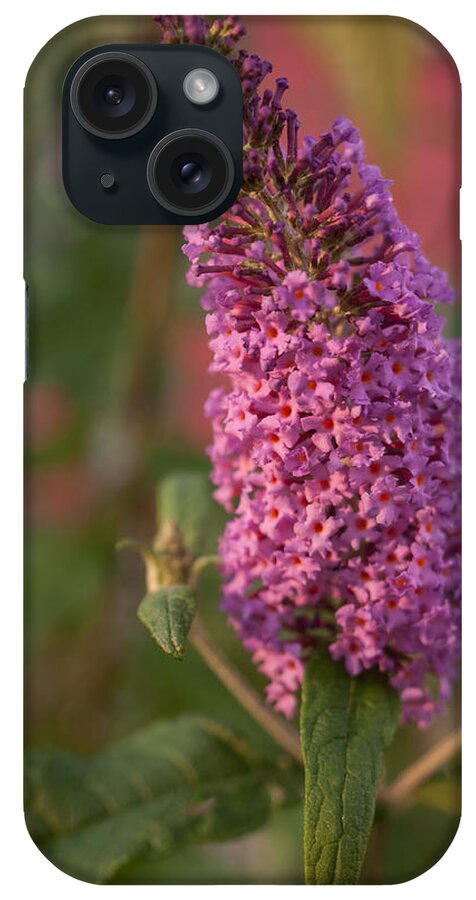 Miguel iPhone Case featuring the photograph Late Summer Wildflowers by Miguel Winterpacht