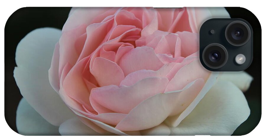 Rose iPhone Case featuring the photograph Late Summer's Rose by Patricia Hiltz
