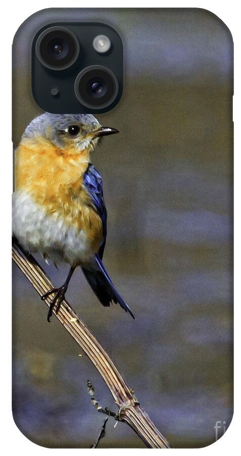 Bluebird iPhone Case featuring the photograph Late Winter by Jan Killian