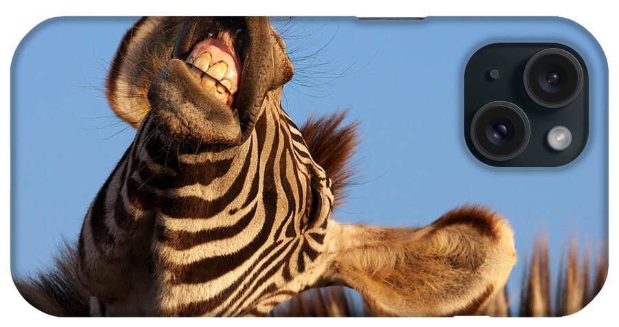 Portrait iPhone Case featuring the photograph Laughing zebra by Nick Biemans