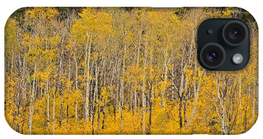Aspen iPhone Case featuring the photograph Layers of Gold by Kelly Black