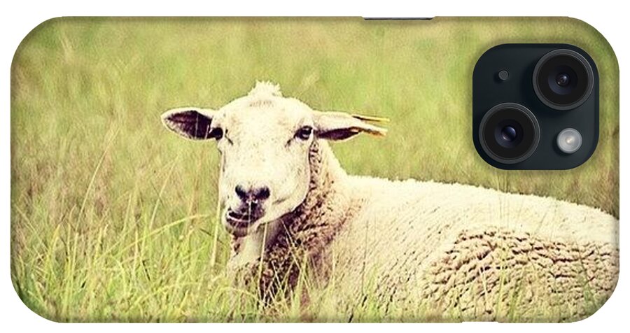 Sheep iPhone Case featuring the photograph Lazy Sunday by Scott Pellegrin