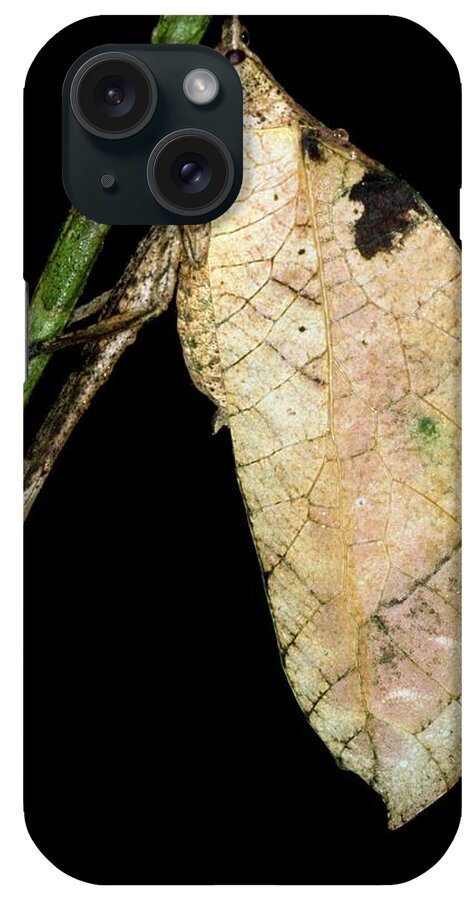 Bush Cricket iPhone Case featuring the photograph Leaf Mimic Bush Cricket On A Twig by Sinclair Stammers/science Photo Library