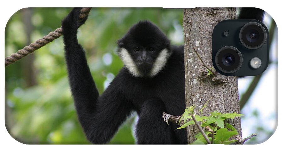 Gibbon iPhone Case featuring the photograph Male White Cheeked Gibbon by Valerie Collins